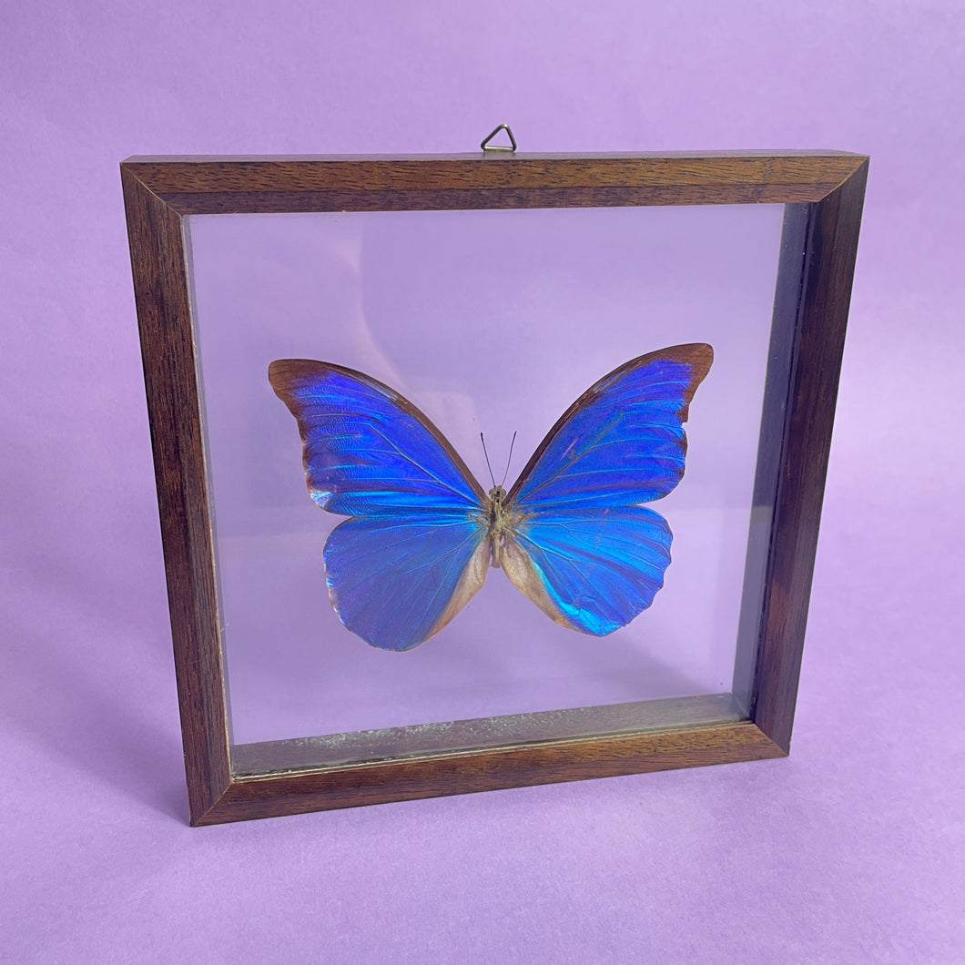 Cadre papillon
